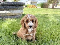 Lisa F1b, a female Cockapoo for sale in Nappanee, IN – 4 of 9