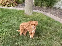 Lenny, a male Maltipoo for sale in Nappanee, IN – 7 of 8
