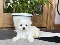 Shellie, a female Maltese for sale in Nappanee, IN – 3 of 9