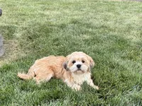 Beau, a male Lhasa Apso for sale in Nappanee, IN – 2 of 9