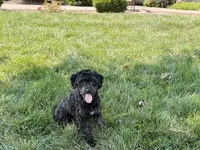 JJ, a male Havapoo for sale in Nappanee, IN – 4 of 9