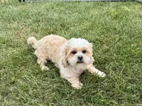 Tucker , a male Lhasa Apso for sale in Nappanee, IN – 1 of 7