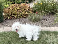 Layla, a female Maltese and Poodle - Toy  for sale in Nappanee, IN – 5 of 9