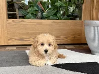 Tiny , a male Maltipoo for sale in Nappanee, IN – 9 of 9