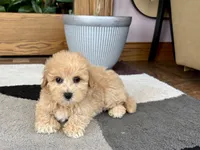 Gina , a female Maltipoo for sale in Nappanee, IN – 2 of 6