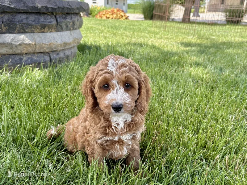 Lisa F1b – Cockapoo puppy for sale in Nappanee, IN