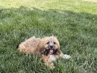 Gloria , a female Lhasa Apso for sale in Nappanee, IN – 6 of 10