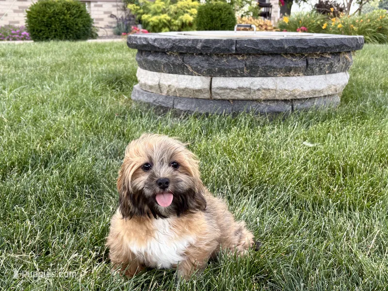 Gloria  – Lhasa Apso puppy for sale in Nappanee, IN
