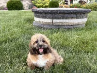 Gloria , a female Lhasa Apso for sale in Nappanee, IN – 1 of 10