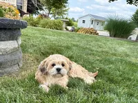 Beau, a male Lhasa Apso for sale in Nappanee, IN – 6 of 9