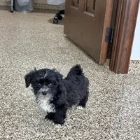 Henry Tiny , a male Lhasapoo for sale in Nappanee, IN – Photo 5 of 6