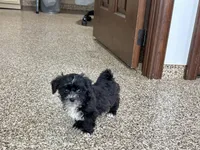 Henry Tiny , a male Lhasapoo for sale in Nappanee, IN – Photo 5 of 6