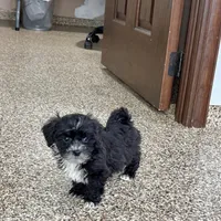 Henry Tiny , a male Lhasapoo for sale in Nappanee, IN – Photo 1 of 6