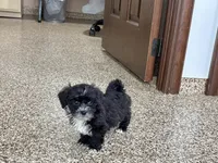 Henry Tiny , a male Lhasapoo for sale in Nappanee, IN – Photo 1 of 6