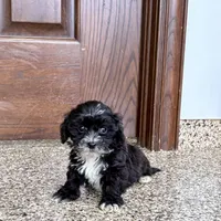 Henry Tiny , a male Lhasapoo for sale in Nappanee, IN – Photo 4 of 6