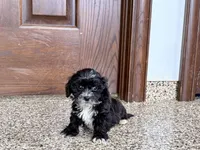 Henry Tiny , a male Lhasapoo for sale in Nappanee, IN – Photo 4 of 6