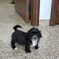 Henry Tiny , a male Lhasapoo for sale in Nappanee, IN – Photo 6 of 6