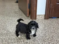Henry Tiny , a male Lhasapoo for sale in Nappanee, IN – Photo 6 of 6