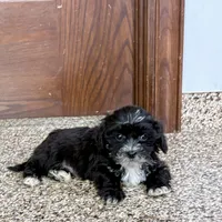 Henry Tiny , a male Lhasapoo for sale in Nappanee, IN – Photo 3 of 6