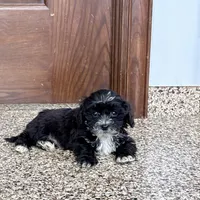 Henry Tiny , a male Lhasapoo for sale in Nappanee, IN – Photo 2 of 6