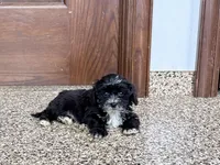 Henry Tiny , a male Lhasapoo for sale in Nappanee, IN – Photo 2 of 6