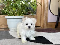 Cody, a male Maltese for sale in Nappanee, IN – 2 of 8