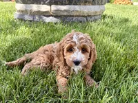 Lisa F1b, a female Cockapoo for sale in Nappanee, IN – 9 of 9