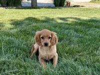 Jade, a female Cavapoo and Cockapoo for sale in Nappanee, IN – 4 of 8