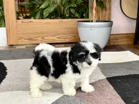 Jami , a female Lhasa Apso and Maltese for sale in Nappanee, IN – 2 of 8