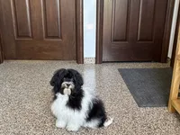 Lanie, a female Havanese for sale in Nappanee, IN – 3 of 6