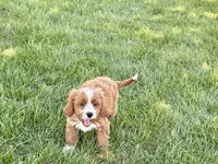 Amos , a male Cockapoo and Cavalier King Charles Spaniel for sale in Nappanee, IN – 3 of 10
