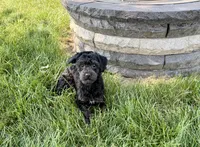 JJ, a male Havapoo for sale in Nappanee, IN – 8 of 9