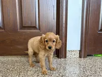 Jade, a female Cavapoo and Cockapoo for sale in Nappanee, IN – 3 of 6