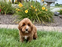 Dena, a female Cavapoo for sale in Nappanee, IN – 7 of 8