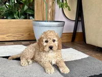 Lonnie, a male Cockapoo for sale in Nappanee, IN – 3 of 7
