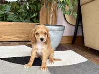 Greg , a male Cavapoo and Cockapoo for sale in Nappanee, IN – 5 of 8