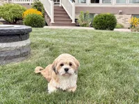 Beau, a male Lhasa Apso for sale in Nappanee, IN – 9 of 9