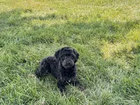 JJ, a male Havapoo for sale in Nappanee, IN – 2 of 9