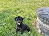 JJ, a male Havapoo for sale in Nappanee, IN – 7 of 9