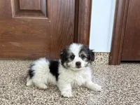 Sam, a male Maltese and Morkie for sale in Nappanee, IN – 1 of 8