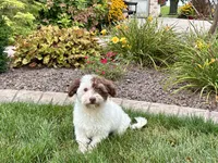 Chico, a male Havanese for sale in Nappanee, IN – 6 of 8