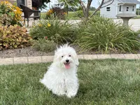 Layla, a female Maltese and Poodle - Toy  for sale in Nappanee, IN – 4 of 9