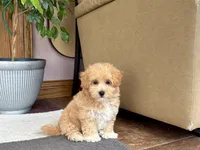 Tiny , a male Maltipoo for sale in Nappanee, IN – 5 of 9