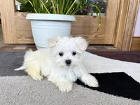 Cody, a male Maltese for sale in Nappanee, IN – 7 of 8
