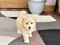 Timmy, a male Maltipoo for sale in Nappanee, IN – 5 of 10