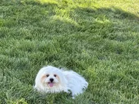 Chloe, a female Lhasa Apso for sale in Nappanee, IN – 2 of 5