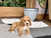 Greg , a male Cavapoo and Cockapoo for sale in Nappanee, IN – 2 of 8