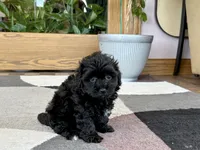 Sherry, a female Havapoo for sale in Nappanee, IN – 3 of 8
