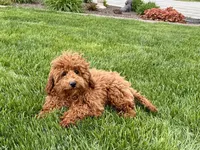 Kyle F1b, a male Cavapoo for sale in Nappanee, IN – Photo 6 of 9