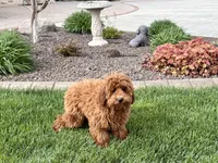 Kyle F1b, a male Cavapoo for sale in Nappanee, IN – Photo 9 of 9